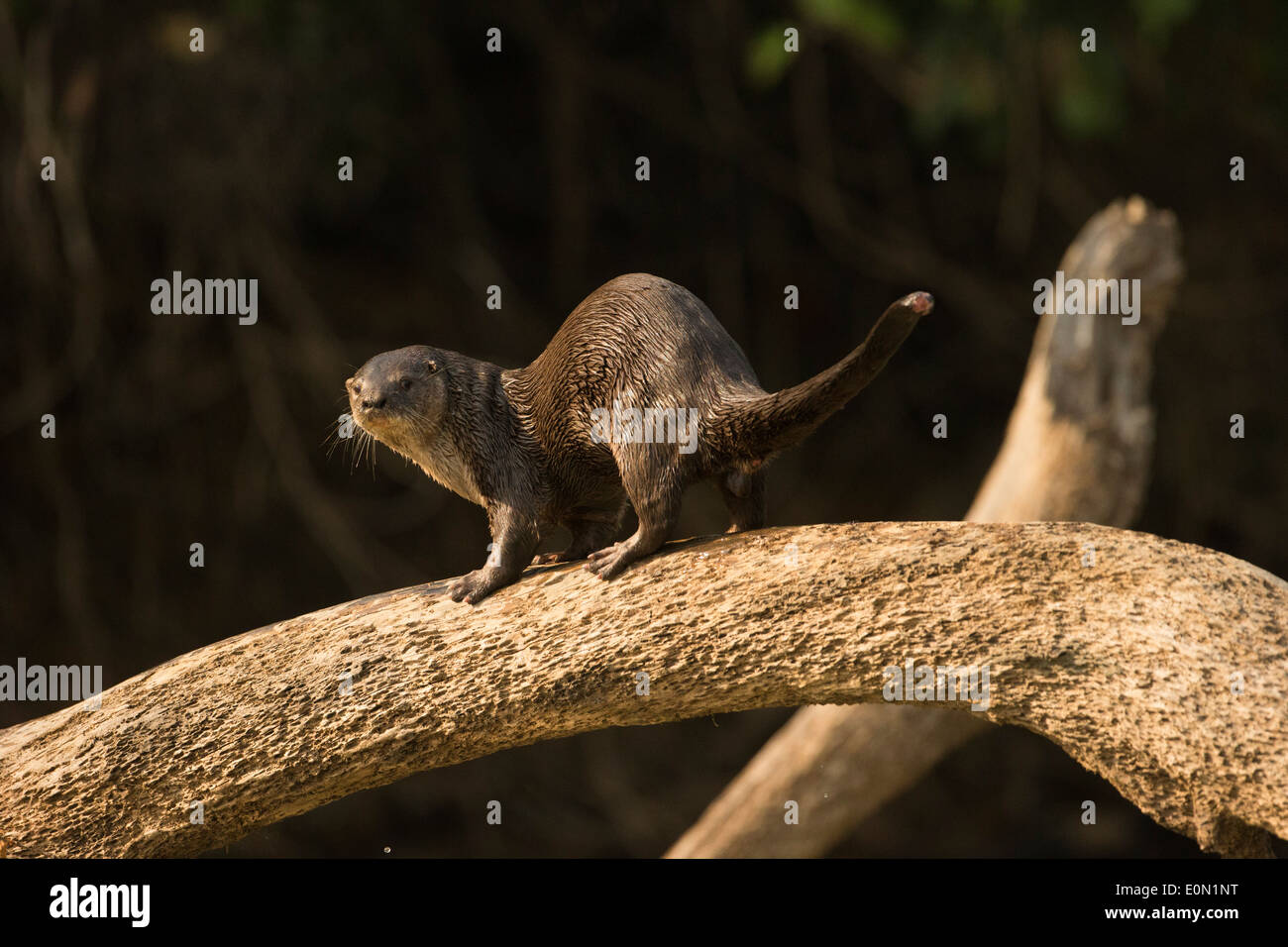 Fiume Neotropical/Otter lungo argine, Matto Grosso, Pantanal, Brasile, Sud America (Lontra longicaudis) Foto Stock