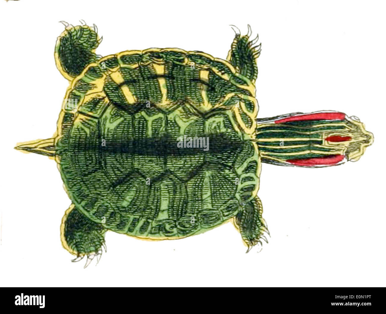 Pseudemys concinna, comunemente nota come cooter fluviale, è una specie di tartaruga d'acqua dolce che si trova nei fiumi del Nord America. Si distingue per le sue distinte marcature di shell. Foto Stock