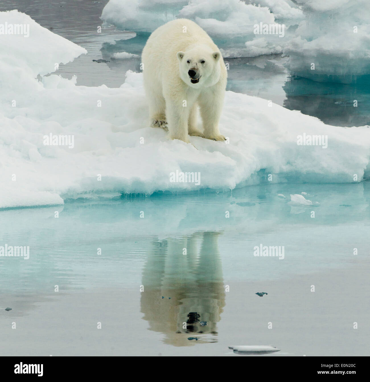 Orso polare, avviso di Svalbard, Norvegia (Ursus maritimus) Foto Stock