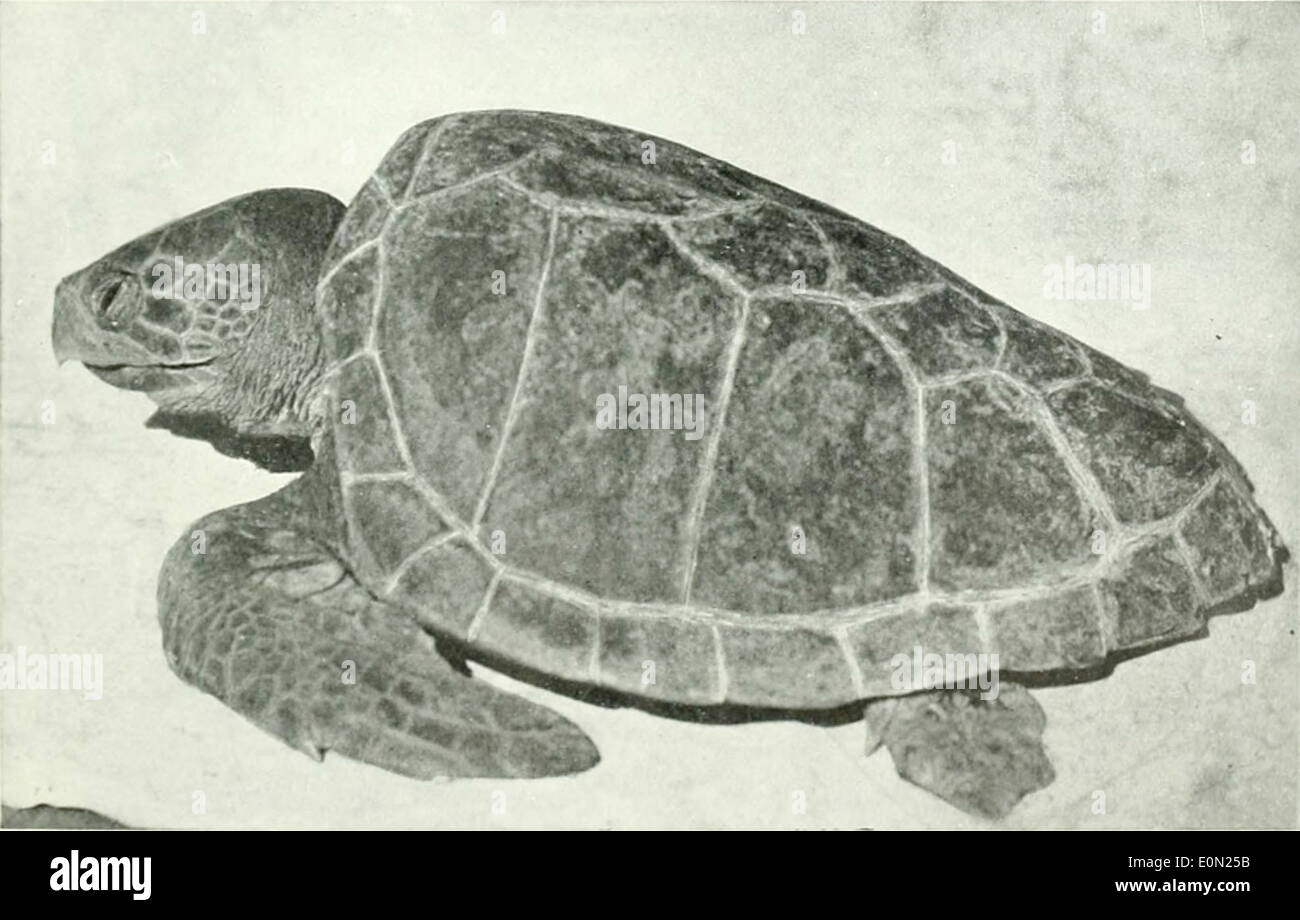 La Caretta caretta, la tartaruga marina di falco, è un rettile marino che si trova negli oceani temperati e tropicali. È noto per la testa grande, il guscio rigido e il comportamento migratorio. Foto Stock