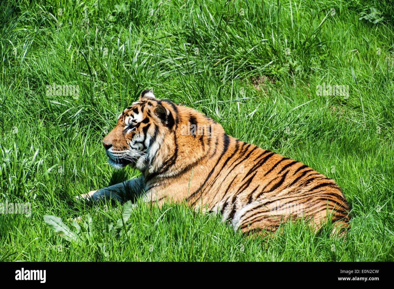 Tigre del Bengala (Panthera tigris tigris) nativa per l'India, il Bangladesh e il Nepal e il Bhutan giacente nella prateria Foto Stock