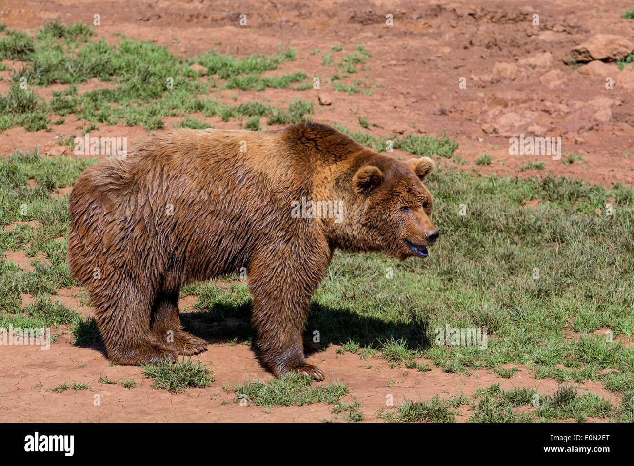Ritratto di big Eurasian l'orso bruno (Ursus arctos arctos) Foto Stock