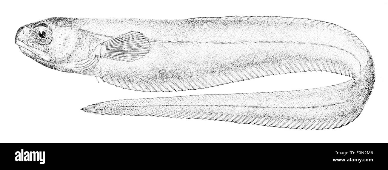 Il Carapus dubius, noto anche come pesce perla, è una specie che si trova nelle acque tropicali e subtropicali. Questa specie è nota per vivere all'interno dei corpi dei cetrioli marini, dove cerca rifugio. Foto Stock