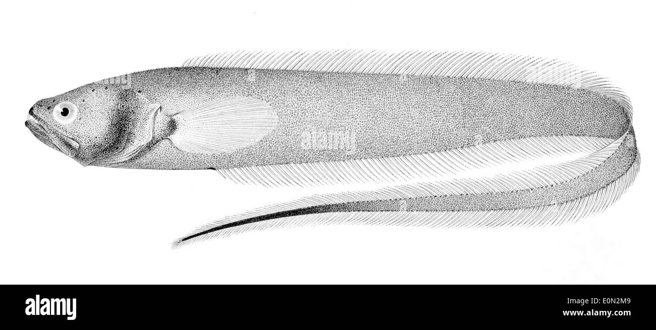 La Snyderidia canina, comunemente nota come tetra, è una specie di pesce d'acqua dolce originaria dei fiumi dell'Australia. Cresce fino a 12 cm di lunghezza ed è riconoscibile per i suoi denti simili a quelli di un cane e per la sua colorazione vivace. Foto Stock