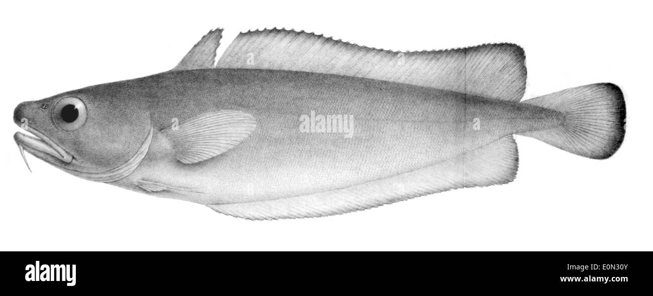 La Salilota australis è una specie di pesci lanterna diffusa negli oceani meridionali, in particolare in nuova Zelanda e Australia. È noto per le sue proprietà bioluminescenti, che utilizza per la comunicazione e per attirare prede. Questo piccolo pesce di acque profonde si adatta alle acque fredde e si trova spesso negli strati oceanici medio-profondi, dove contribuisce alla rete alimentare dell'oceano. Foto Stock