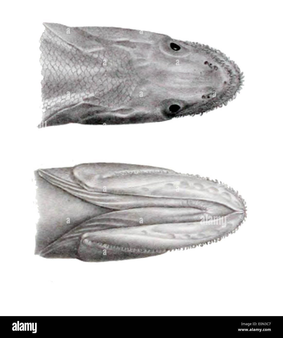 Bathysaurus mollis, una specie di pesci di acque profonde, è caratterizzata dal suo corpo allungato e dalle caratteristiche adattate per vivere in profondità estreme. Si trova negli oceani Atlantico e Pacifico, dove abita il profondo fondale oceanico. Foto Stock