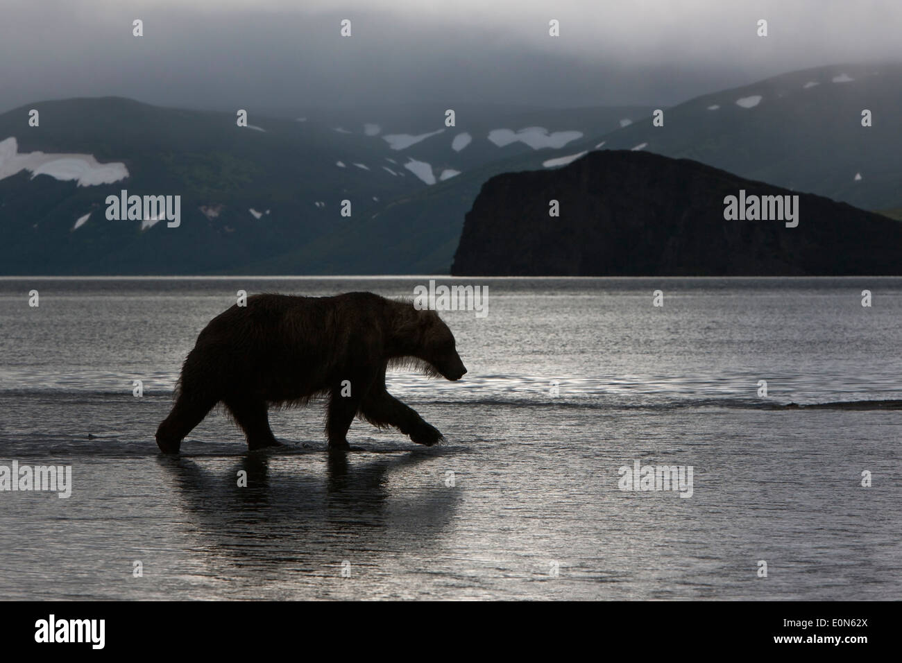 Orso bruno all'alba lungo il lago Curili Foto Stock