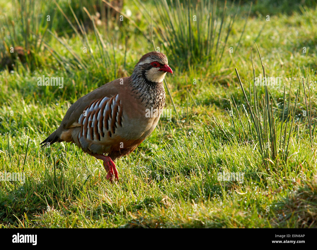Red Legged-Partridge Foto Stock