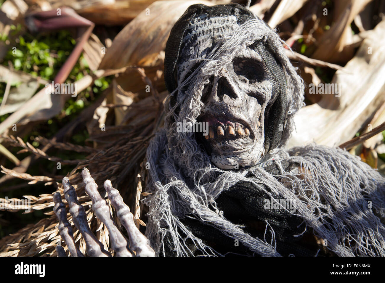 Ghoulish parti scheletriche sono utilizzati come Halloween decorazioni in un labirinto di mais. Foto Stock