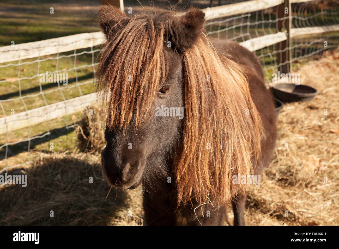 Un pony sorge in una penna in un piccolo zoo. Foto Stock