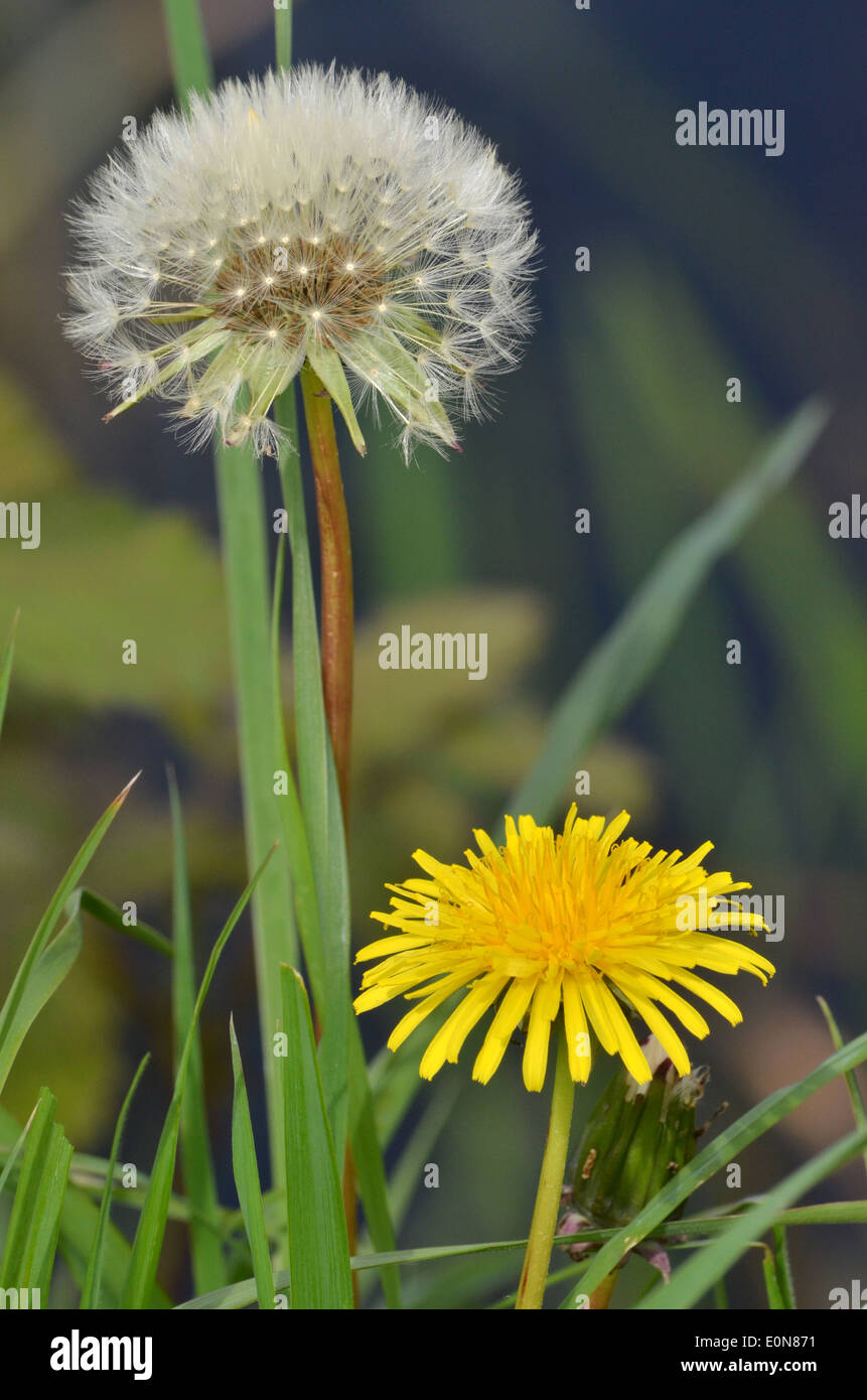 Fiore di tarassaco e testa di sementi sul canal bank Foto Stock