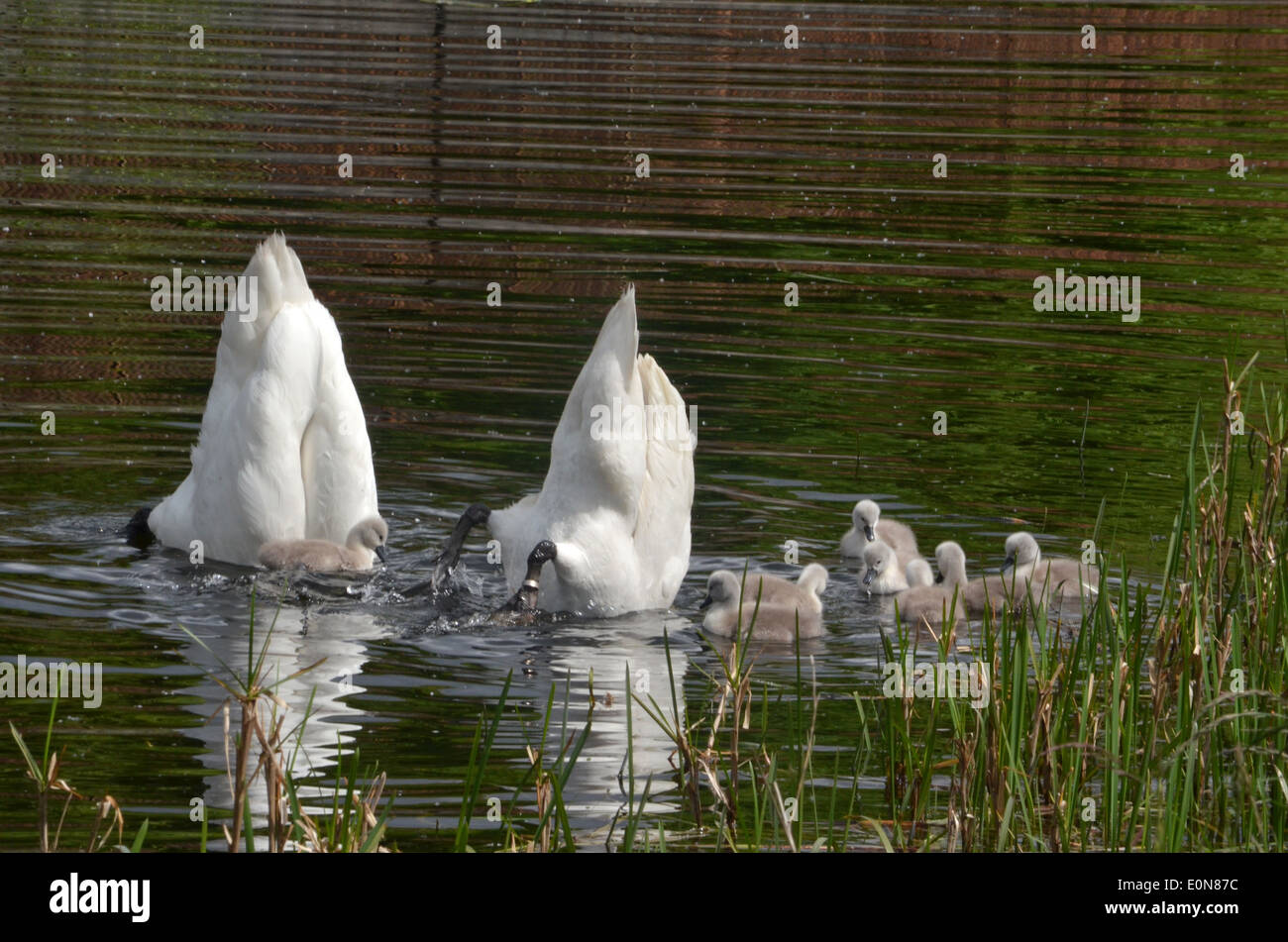 Bottoms Up! Cigni genitore immersioni per cibo guardato da loro cygnets. Canale di Forth e Clyde, Clydebank Foto Stock