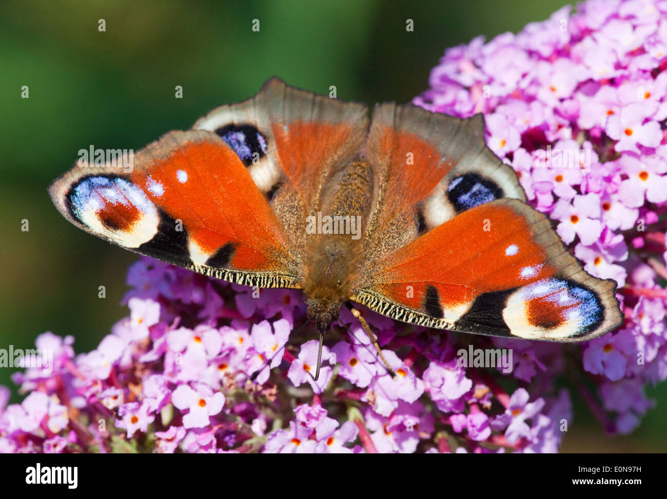 Tagpfauenauge (Inachis io) - europeo farfalla pavone (Inachis io) Foto Stock