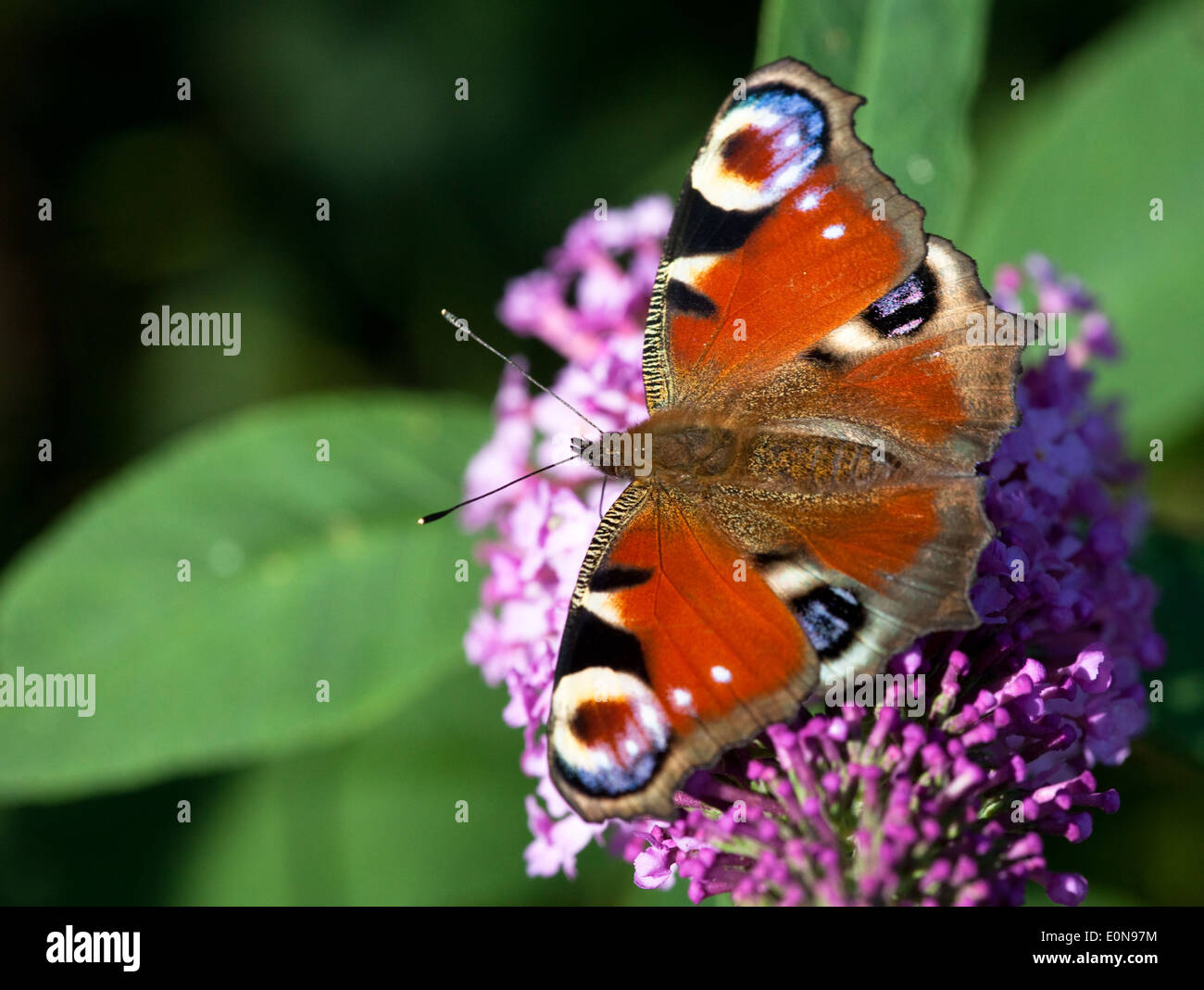 Tagpfauenauge (Inachis io) - europeo farfalla pavone (Inachis io) Foto Stock