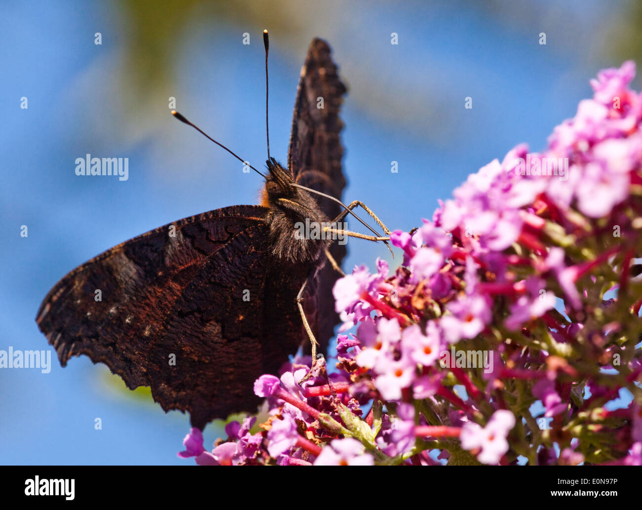 Tagpfauenauge (Inachis io) - europeo farfalla pavone (Inachis io) Foto Stock