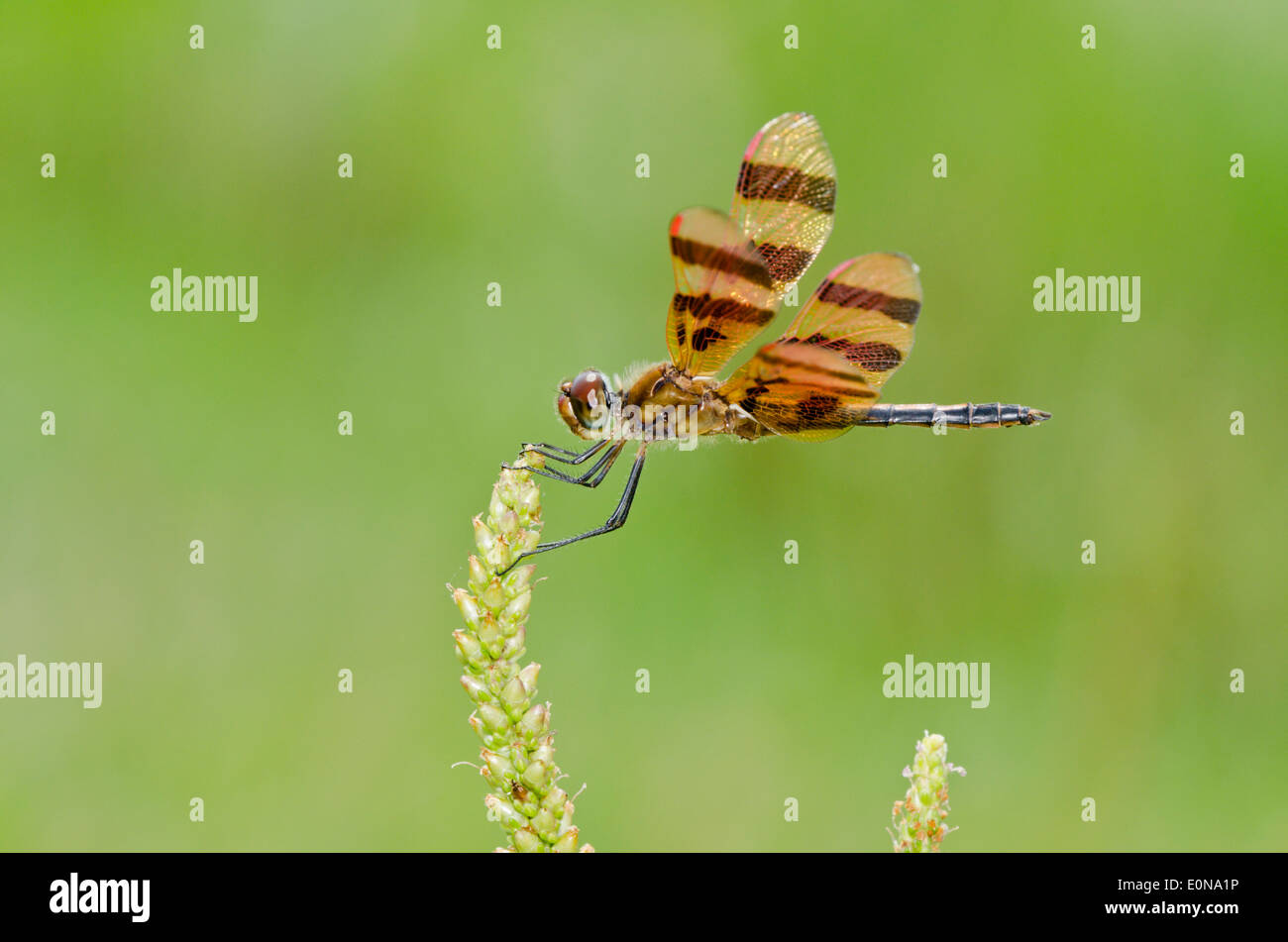 Halloween pennant dragonfly appollaiate su un'erba seme head Foto Stock