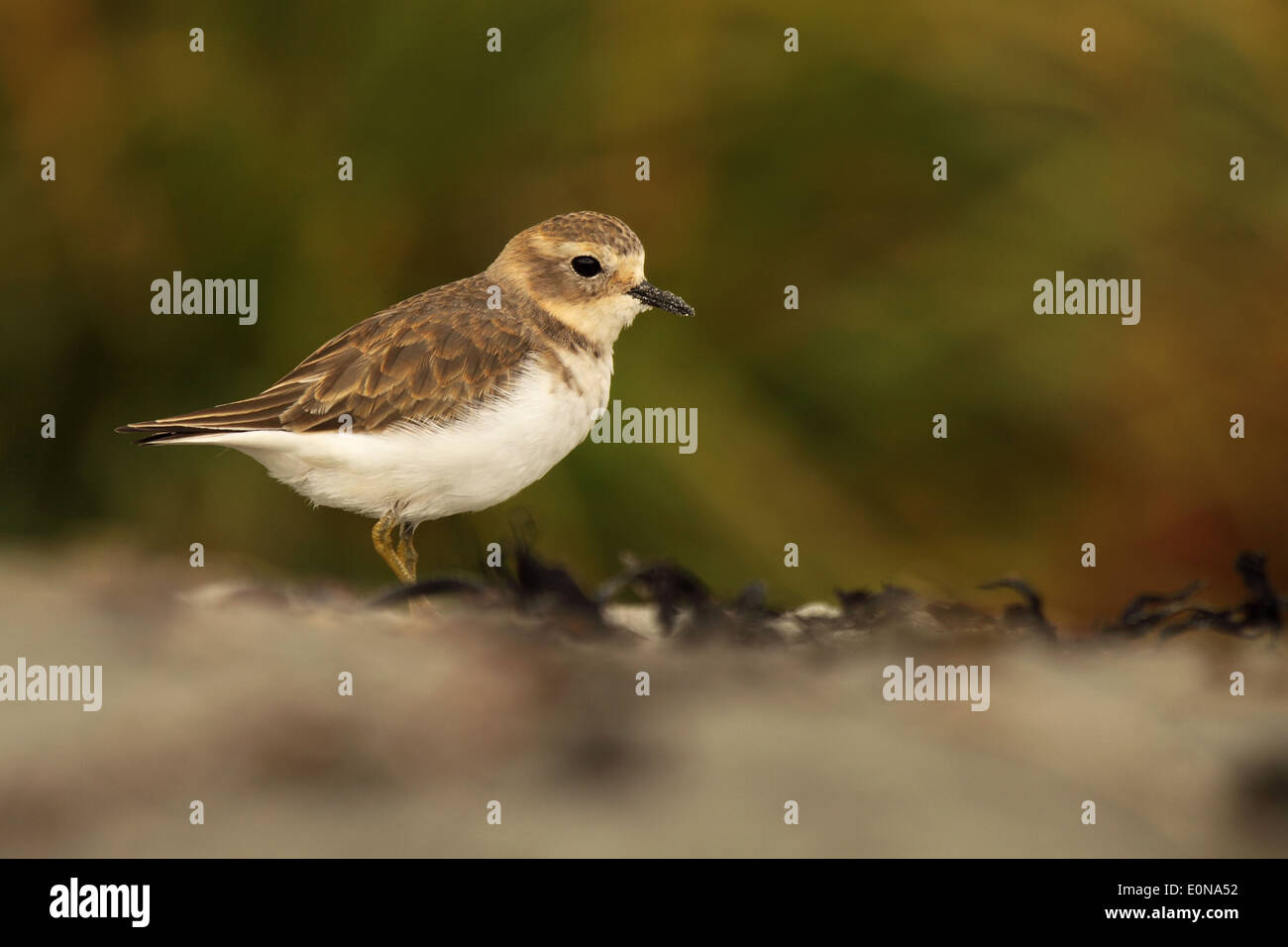 Un nastrare Dotterel pausa da alimentare lungo la spiaggia dell'Oceano Pacifico. Foto Stock