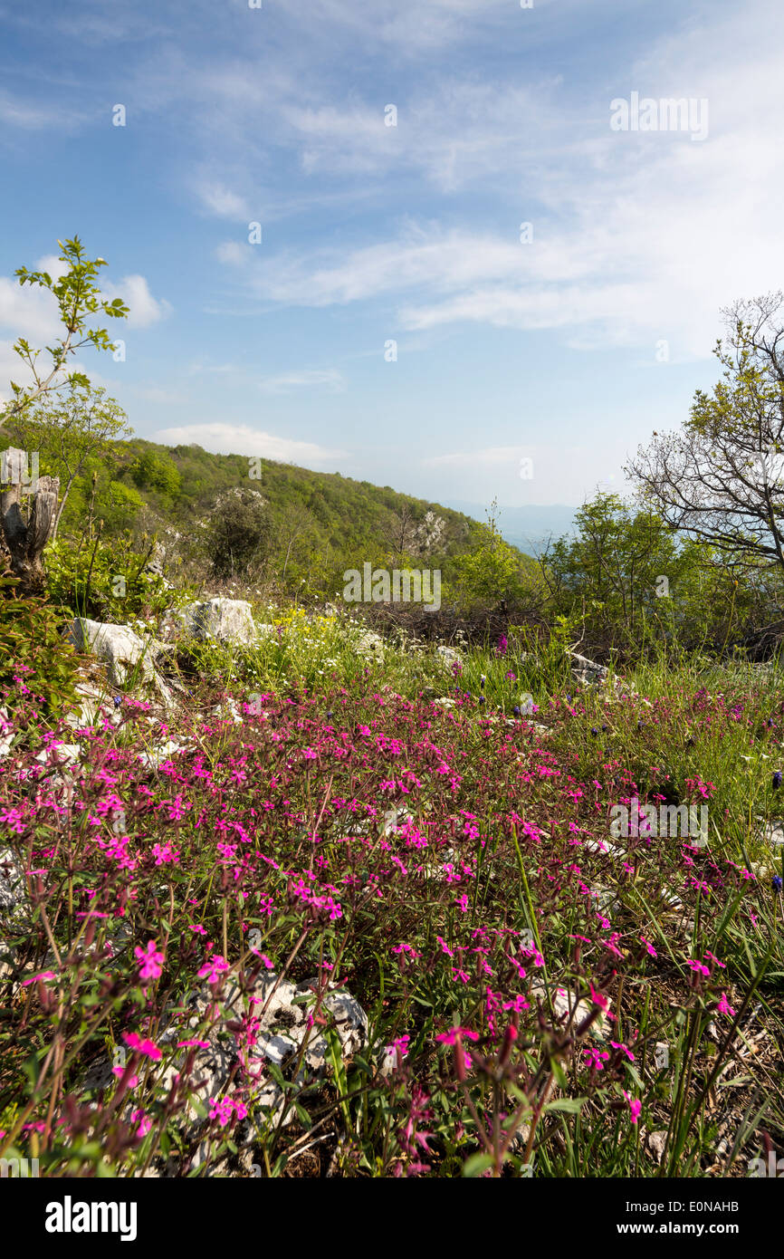 Fiori Selvatici, Dajti National Park, vicino a Tirana, Albania Foto Stock