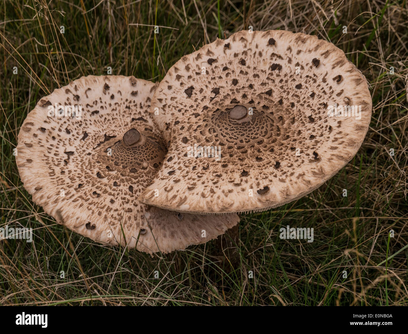 Due grandi ombrelloni di sovrapposizione dei tappi a fungo, Macrolepiota procera Foto Stock