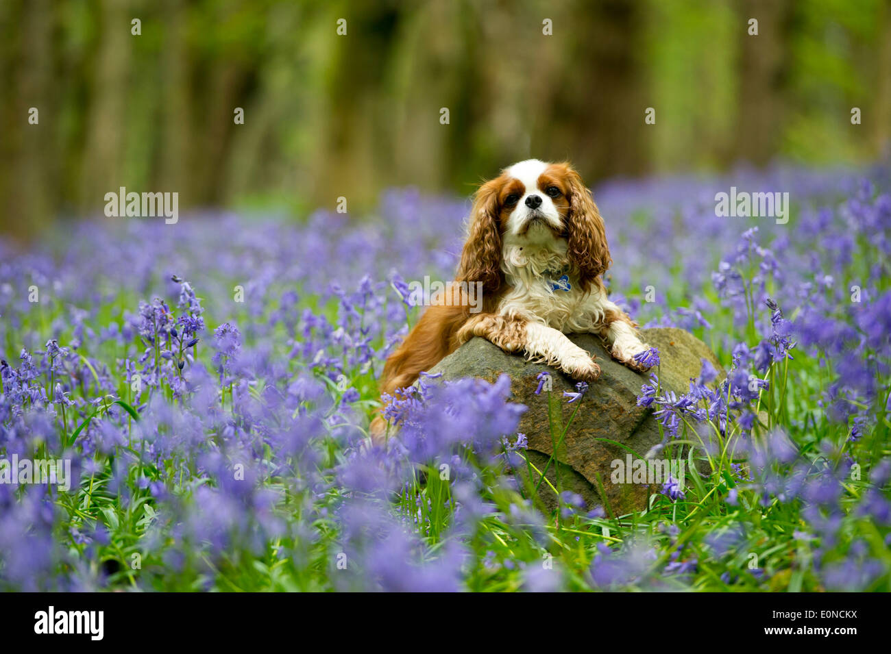Un King Charles Spaniel cavalier tra bluebells in Wenallt boschi a Cardiff, nel Galles. Foto Stock