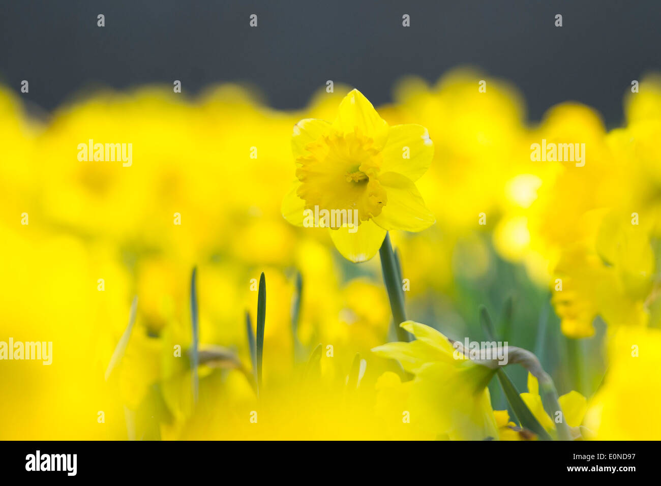 Un giallo daffodil. Foto Stock