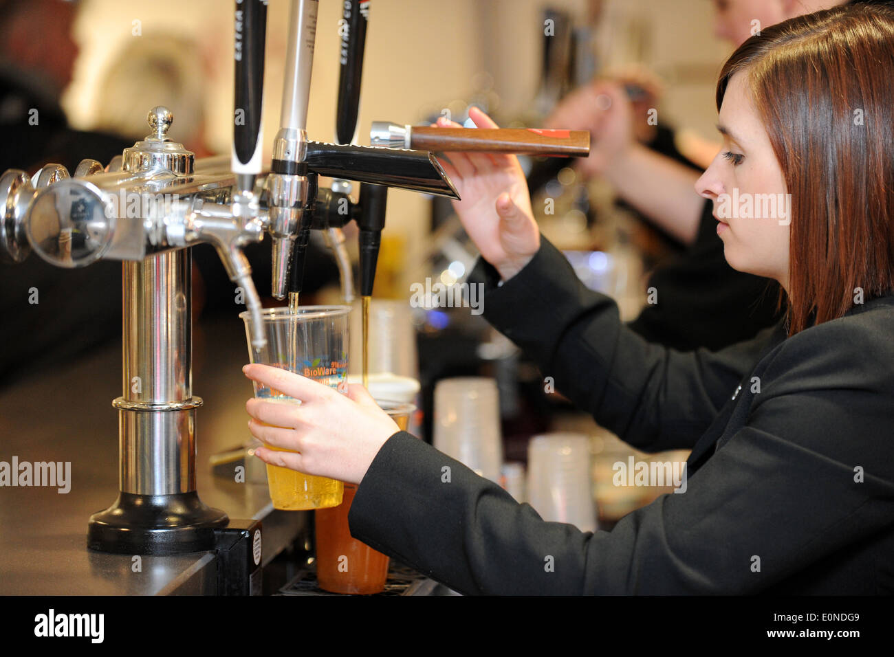 Una ragazza tira una pinta di birra lager / in un pub. Foto Stock