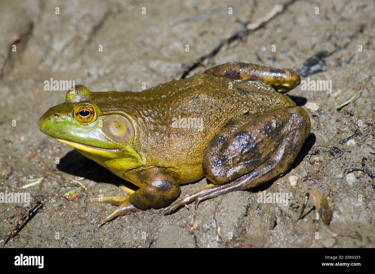 American bullfrog (Lithobates catesbeianus) Foto Stock