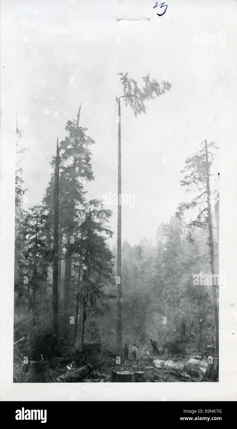 Questa immagine cattura il momento in cui una parte superiore viene tagliata e cade, probabilmente correlata a un evento tradizionale o a una dimostrazione di artigianato. Foto Stock