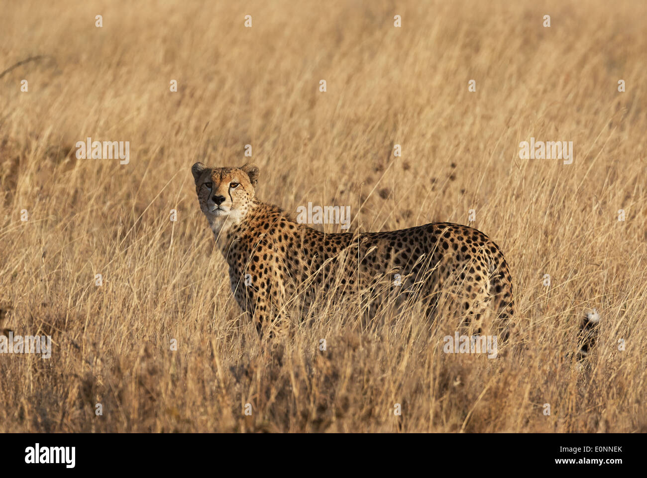 Cheetah in erba alta sulla savana africana Foto Stock
