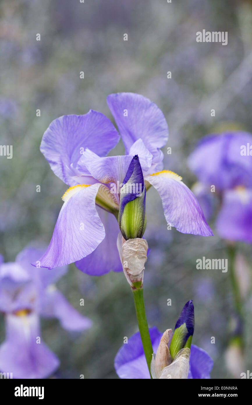 Violetta barbuto Iris. Foto Stock