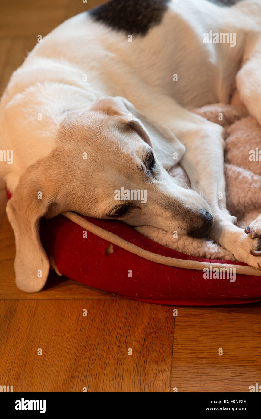 Il vecchio cane Beagle si appoggia nel cane, casa residenziale , STATI UNITI Foto Stock