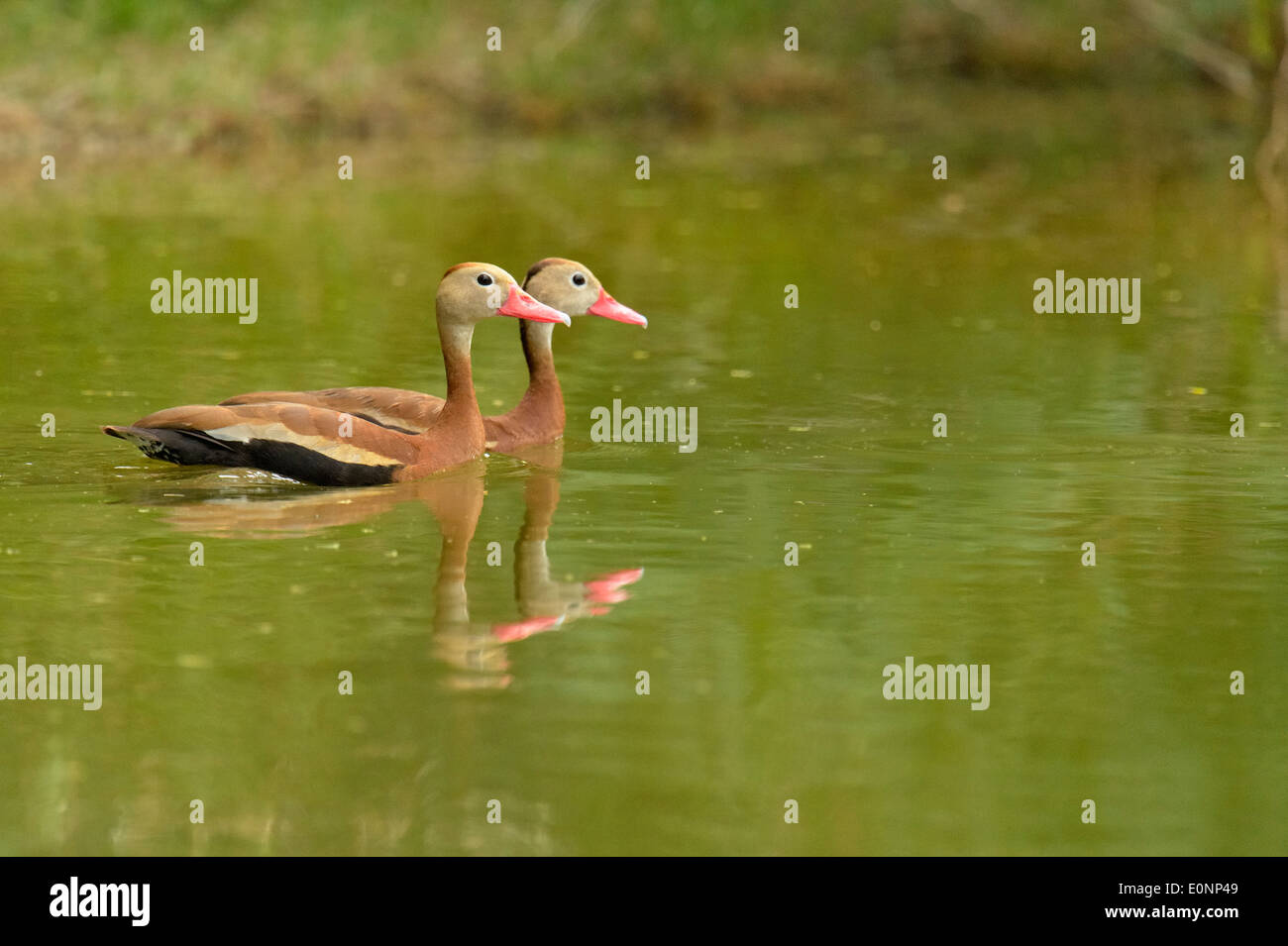 Rospo sibilo anatra (Dendrocygna autumnalis), Rio Grande città, Texas, Stati Uniti d'America Foto Stock
