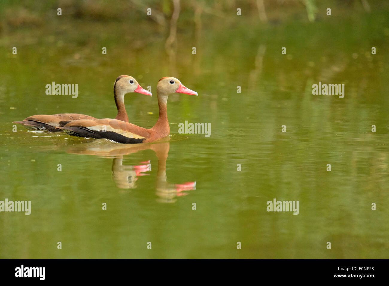 Rospo sibilo anatra (Dendrocygna autumnalis), Rio Grande città, Texas, Stati Uniti d'America Foto Stock