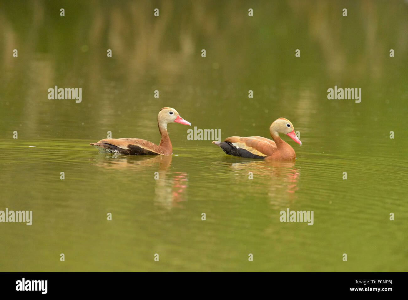Rospo sibilo anatra (Dendrocygna autumnalis), Rio Grande città, Texas, Stati Uniti d'America Foto Stock