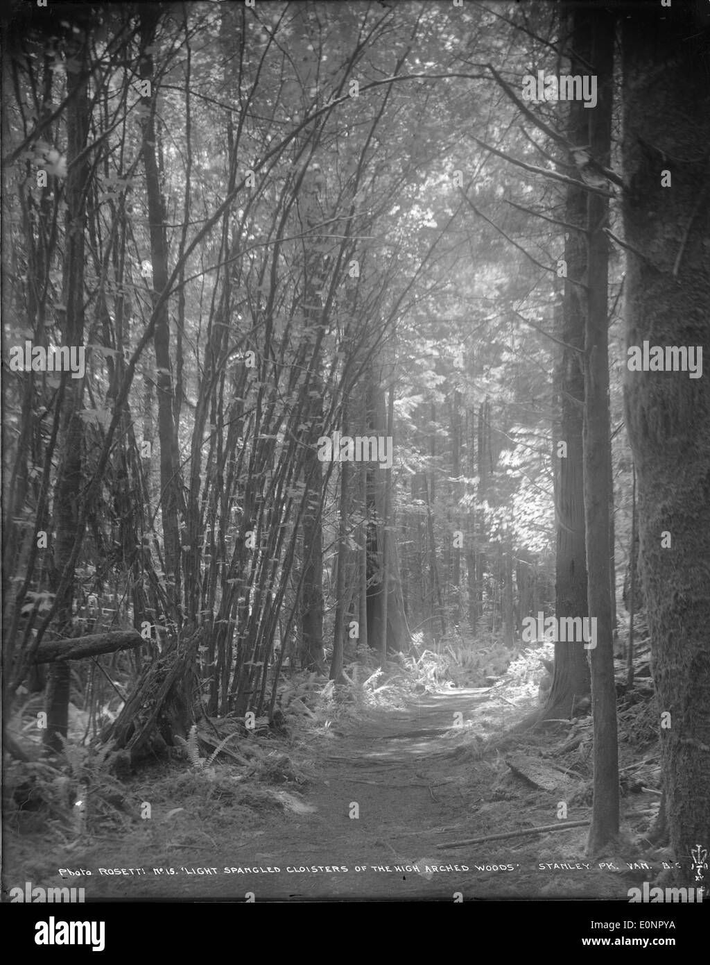 Una vista serena dei chiostri dalle luci spanguste formati da alberi ad arco alto a Stanley Park, Vancouver, British Columbia. La fotografia cattura il gioco di luce attraverso il baldacchino degli alberi, evidenziando la bellezza naturale delle aree boschive del parco. Foto Stock