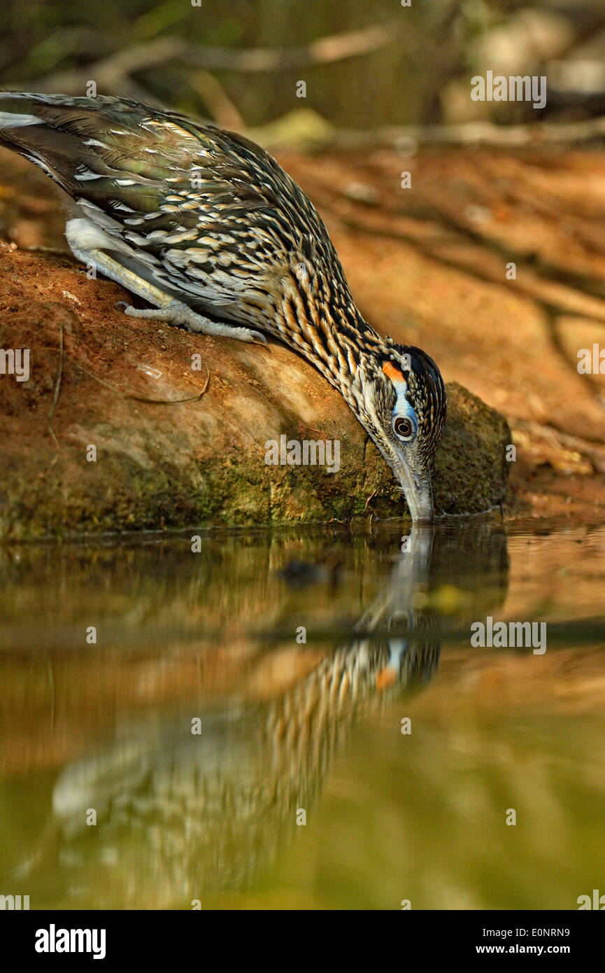 Roadrunner (Geococcyx californianus), Rio Grande città, Texas, Stati Uniti d'America Foto Stock