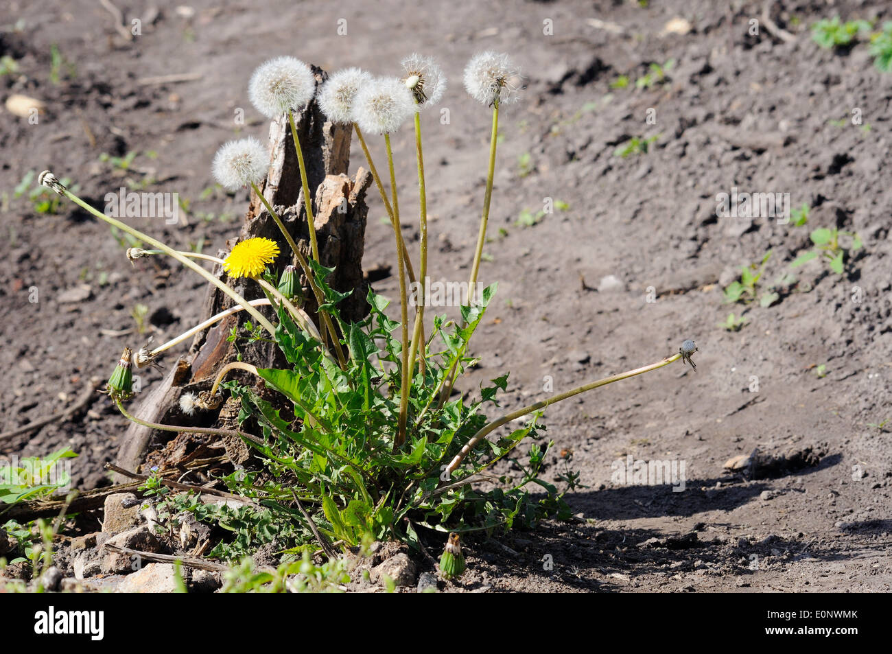 Boccola di tarassaco con fiore giallo e morbidi capi Foto Stock