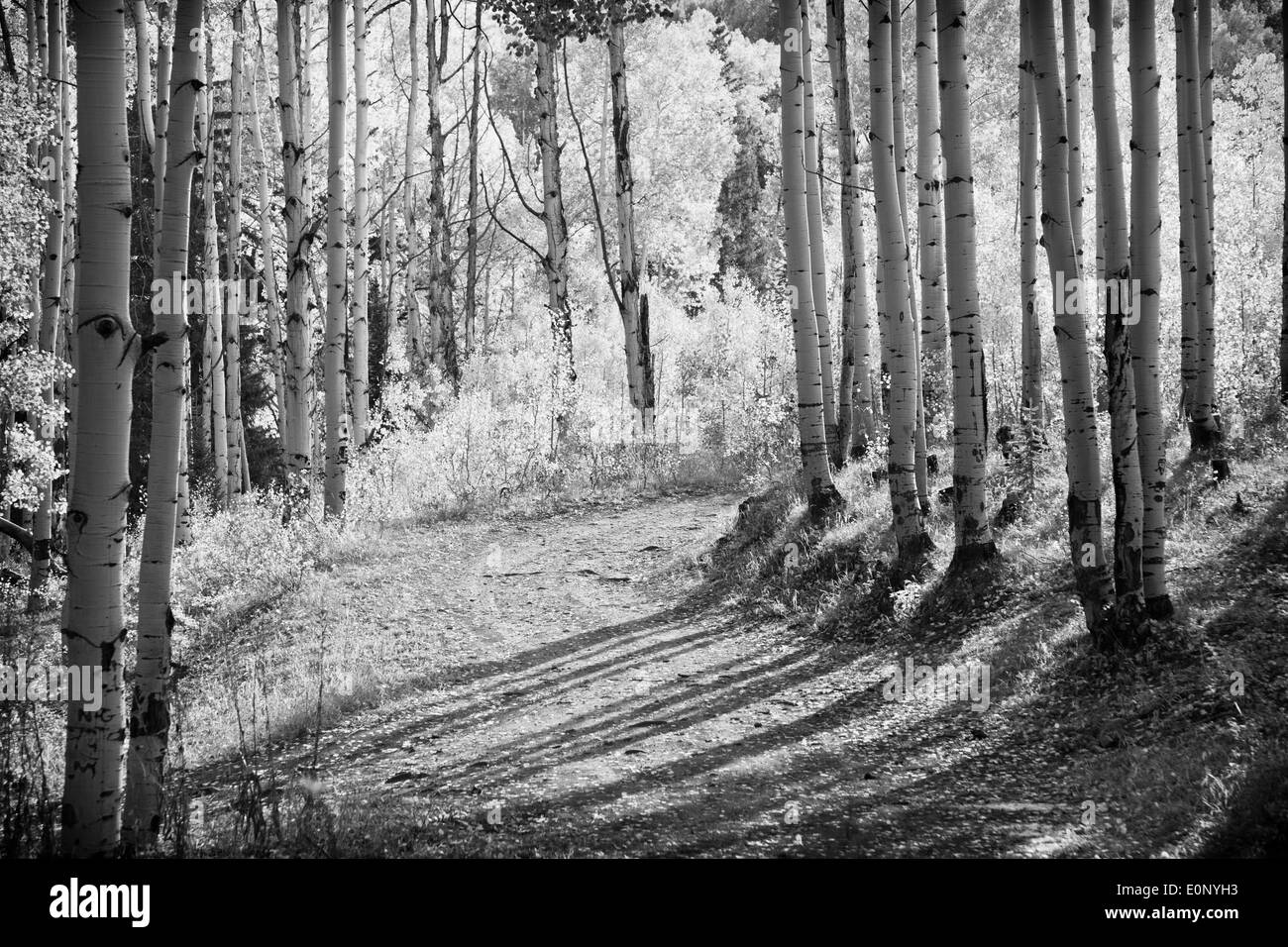 Immagine in bianco e nero di Aspens Turning - sulla strada di Kebler Pass in Colorado. Foto Stock