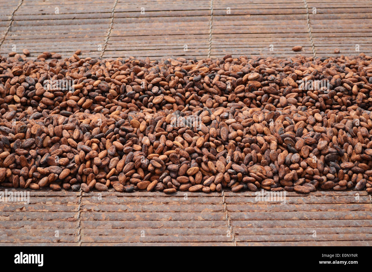 fave di cacao Foto Stock