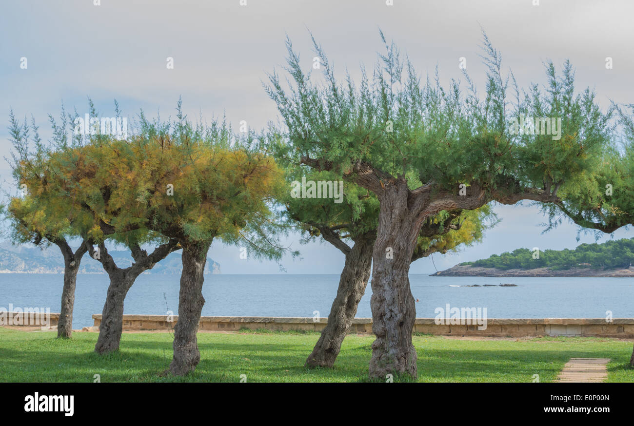 Tamerici rees da Pollensa bay in ottobre, Maiorca, SPAGNA Foto Stock