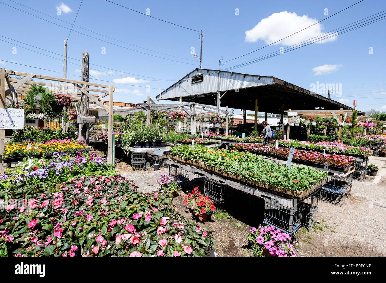 Un vivaio vende piante di biancheria da letto, gli alberi e i fiori in primavera nella città di Oklahoma, Oklahoma. Stati Uniti d'America. Foto Stock