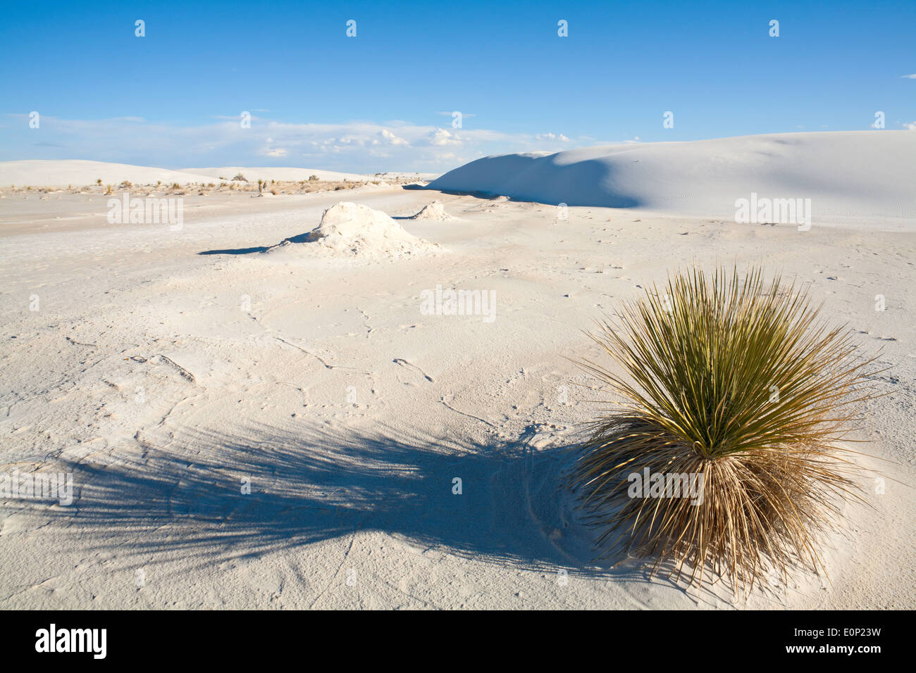 Yucca elata pianta in White Sands National Monument al tramonto in Alamogordo, Nuovo Messico, Stati Uniti d'America. Foto Stock