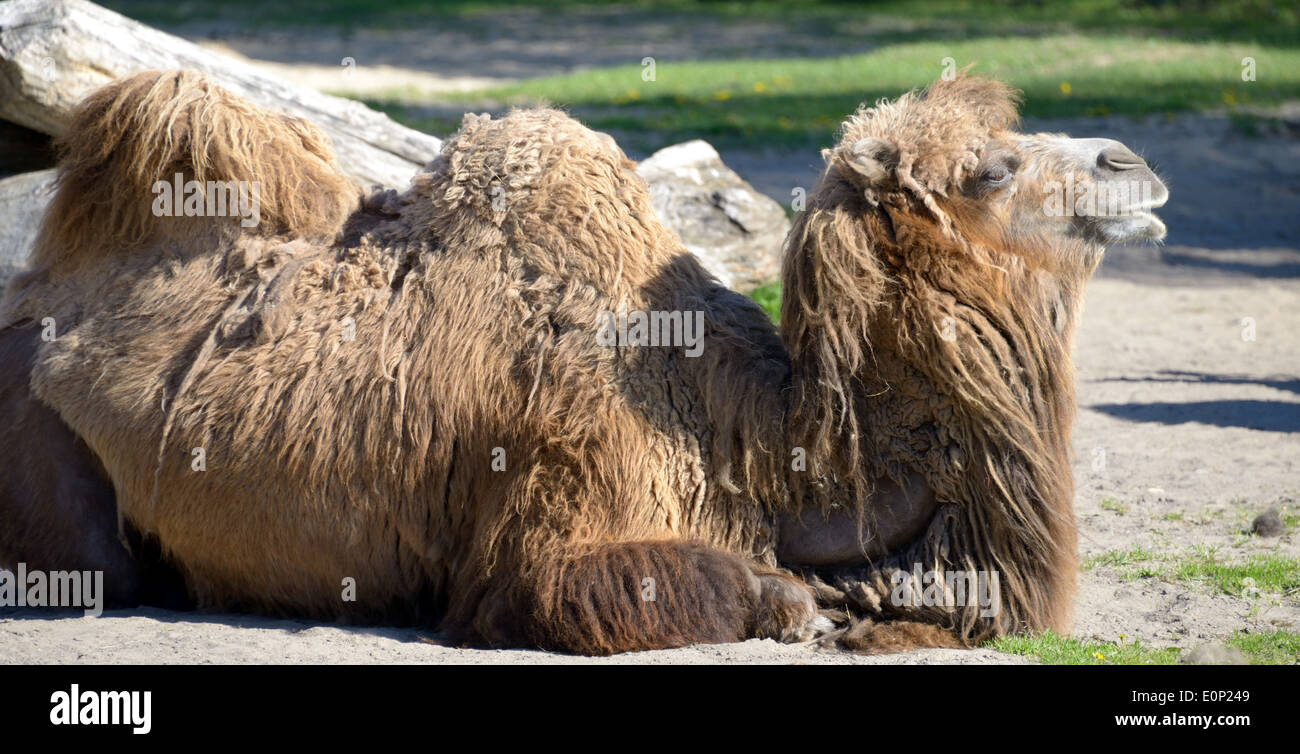 Bactrian camel (Camelus bactrianus) è un grande anche-toed ungulato nativa per le steppe dell'Asia centrale. Foto Stock