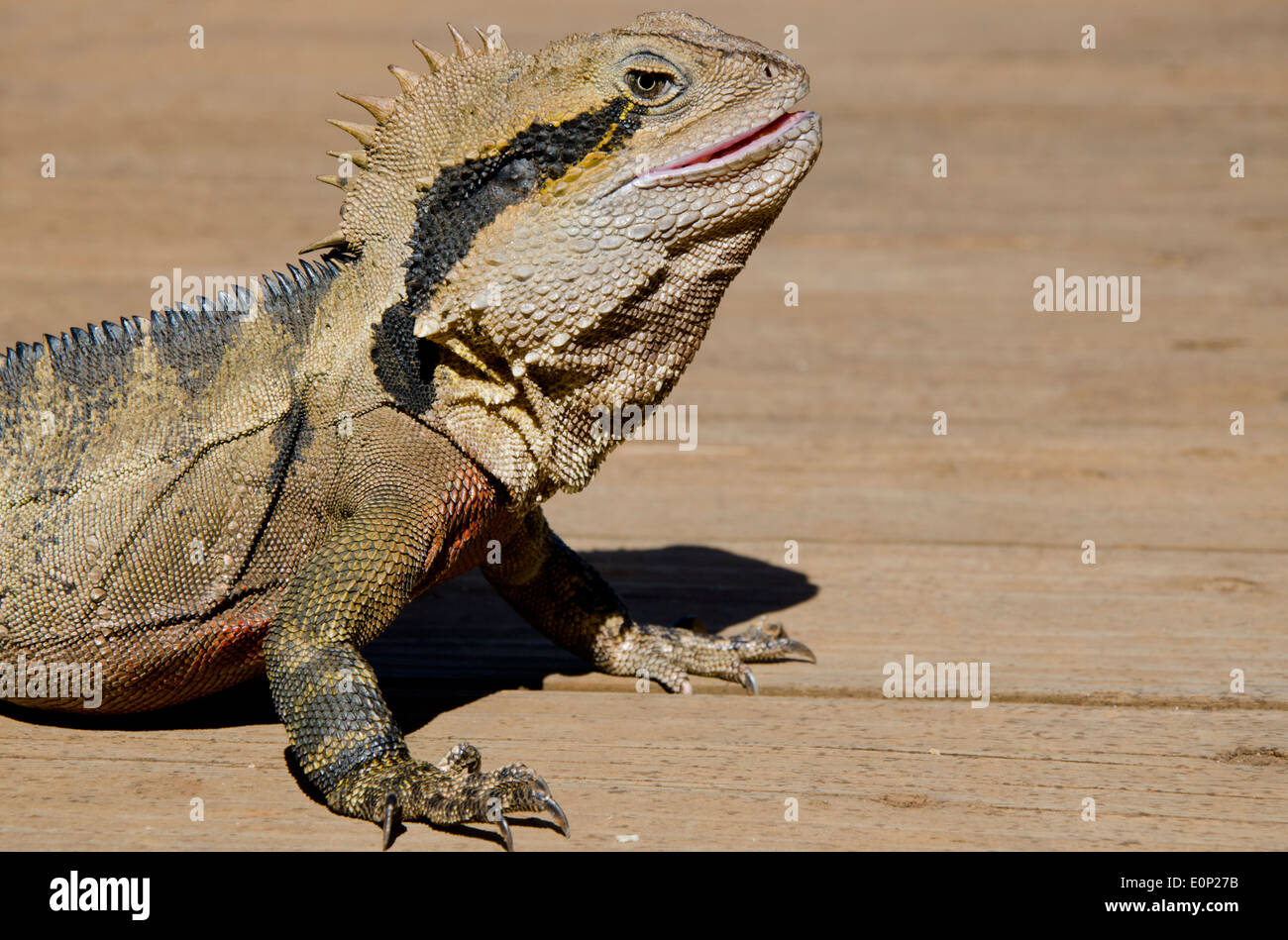 Australia, Queensland, il Monte Tamborine. Maschio acqua australiano dragon (Intellagama lesueurii) Foto Stock