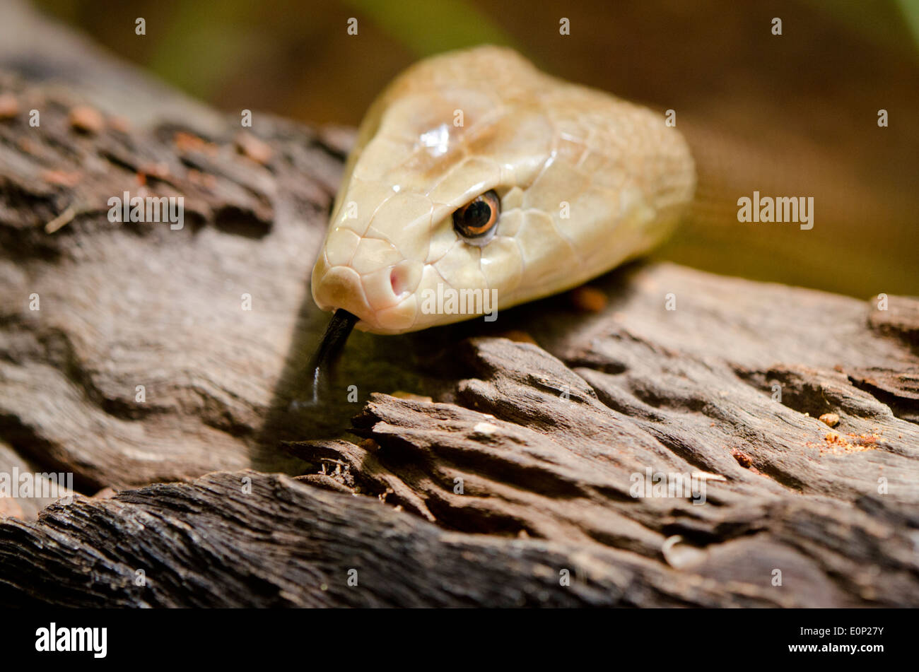 Australia, Territorio del Nord, Darwin. Territorio Wildlife Park. Taipan costiero (Captive: Oxyuranus scutellatus). Foto Stock