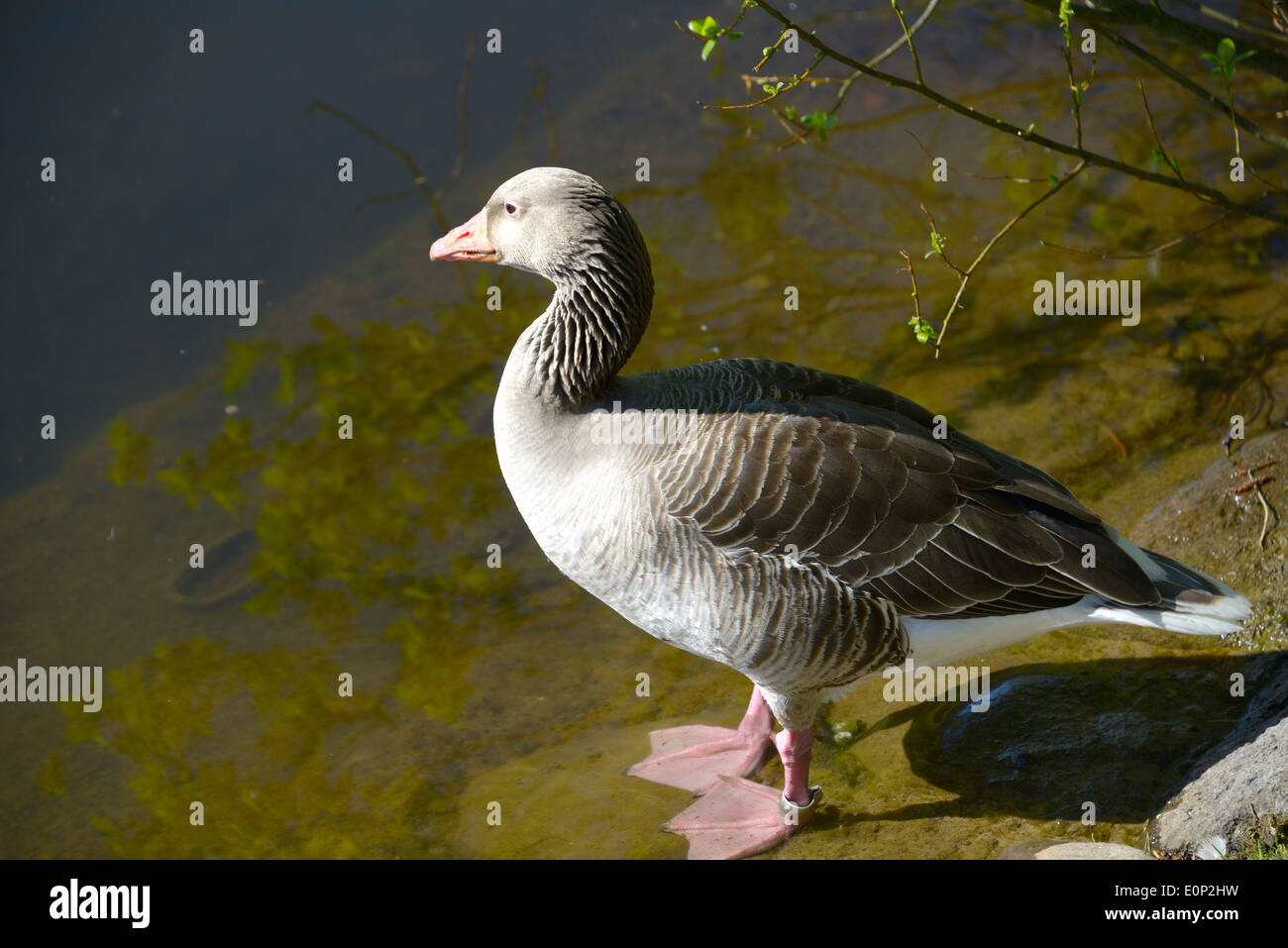 Graylag Goose (Anser anser), è un uccello con una vasta gamma nel Vecchio Mondo. Foto Stock