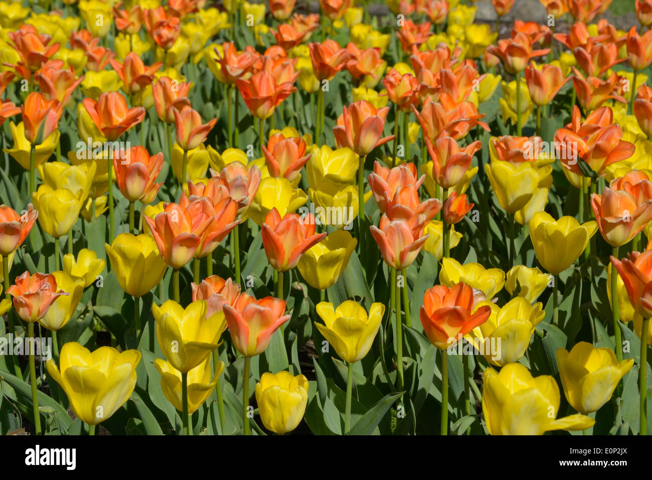 Giallo e arancio fiori di tulipani sull'aiuola.. Foto Stock