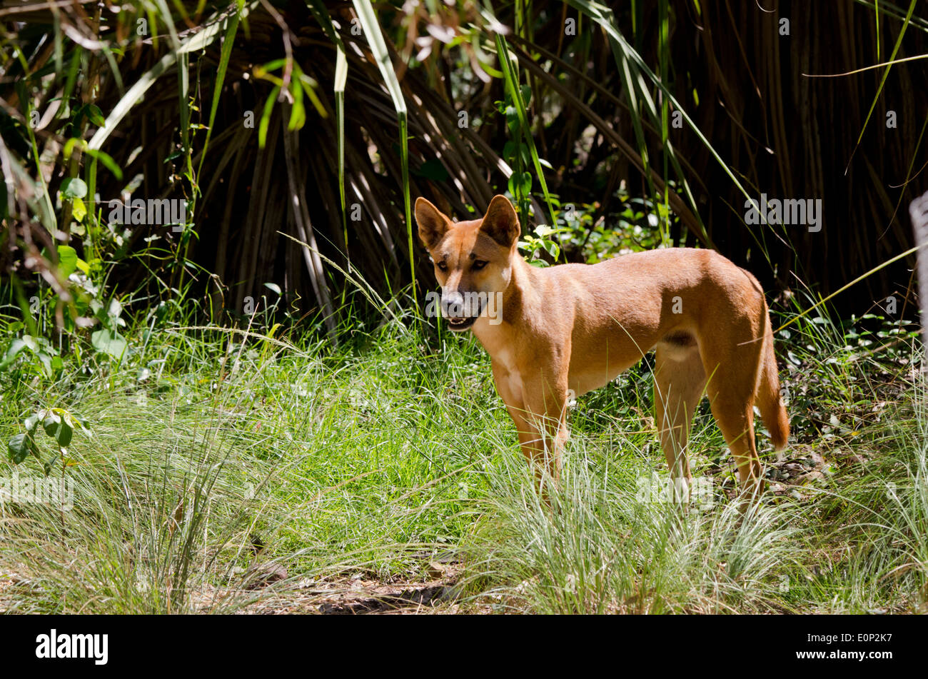 Australia, Territorio del Nord, Darwin. Territorio Wildlife Park. Dingo (Captive: Canis lupus dingo) wild dog Australiano. Foto Stock