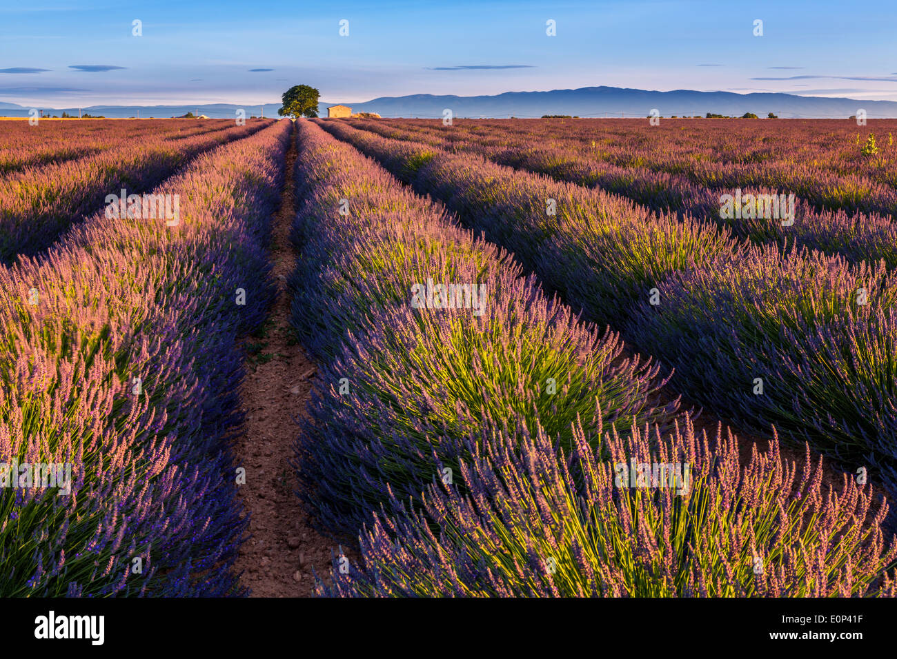 Campi di lavanda (Lavandula angustifolia), Valensole, Département Alpes-de-Haute-Provence, Provence-Alpes-Côte d'Azur, in Francia Foto Stock