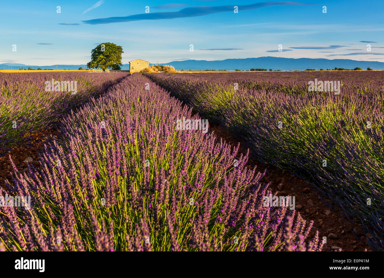 Campi di lavanda (Lavandula angustifolia), Valensole, Département Alpes-de-Haute-Provence, Provence-Alpes-Côte d'Azur, in Francia Foto Stock